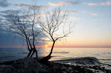 Lonely tree silhouette by the sea at sunset.