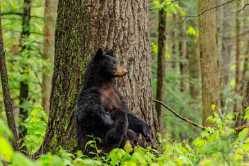 Black Bear Sow and her Four Cubs
