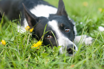 Dog is lying down in green grass and dreaming