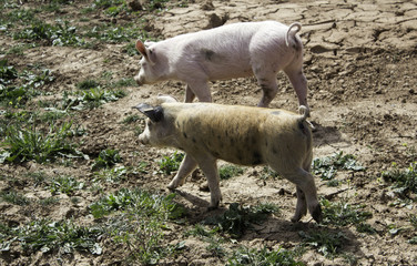 Fototapeta premium Pig on farm