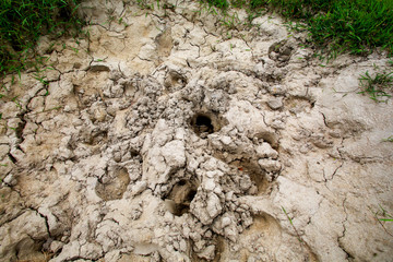 Buffalo footprint