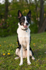 Dog is sitting in green grass