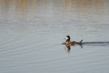 Ruddy Duck