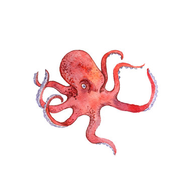 watercolor drawing red octopus