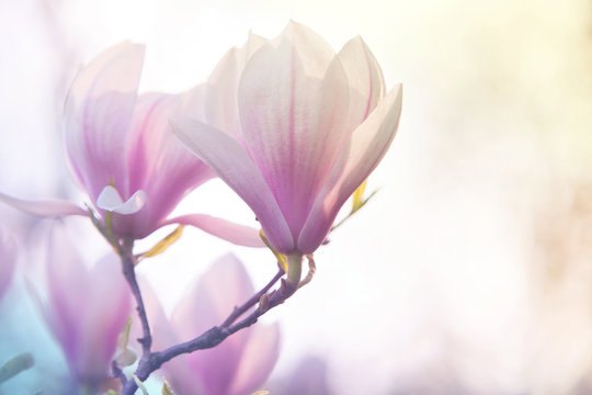 Fototapeta Magnolia blooming in the spring park