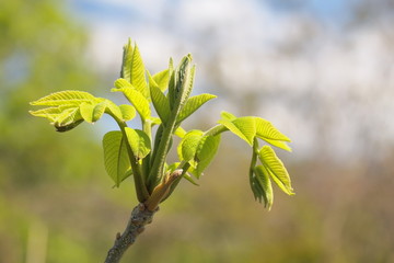 クルミの若葉