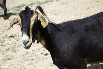 Obraz na płótnie Canvas Goats on farm