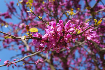 Closed up of pink Judas, Judasbaum (Cercis siliquastrum) flowers sprouts in daylight sunshine