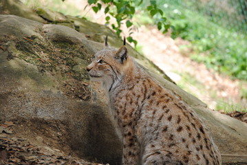Lynx
