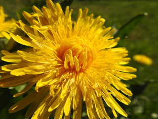 Obraz premium dandelion