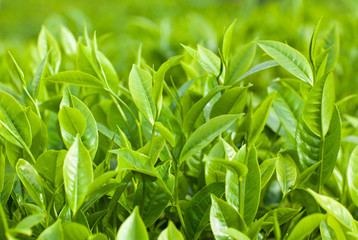 Fresh leaves of green tea