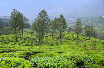 Tea plantations in Munnar, Kerala, South India