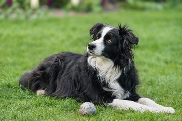 Border Collie Hündin - 7 Jahre alt