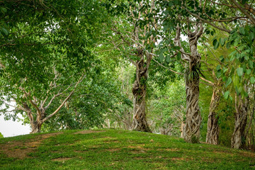Trees in the shade garden