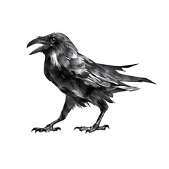 Isolated drawing sitting bird sitting crow