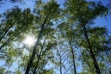 hohe Birken mit blauem Himmel