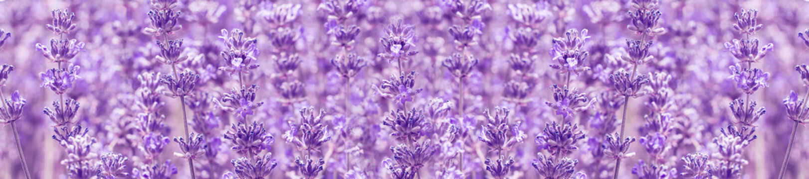  panorama field lavender  summer