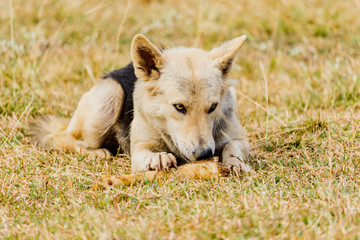 Dog gnawing on a bone in the Grass