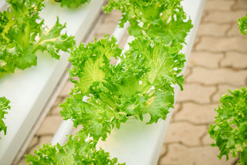 Organic hydroponic vegetable farm