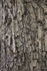 brown wood texture of tree. Material vintage style background.