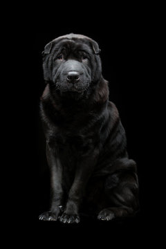 Beautiful shar pei dog over black background 