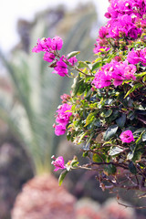 Blume Vordergrund - Palme Hintergrund