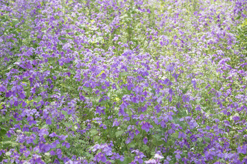 ムラサキハナナ