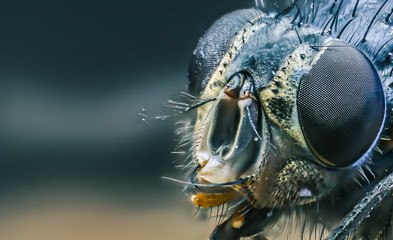 Housefly close-up macro - 146736625