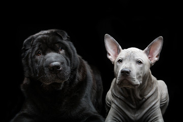 Beautiful dogs on black background 