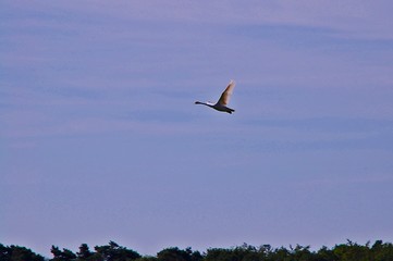 Fliegender Schwan