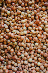 Many Fresh-picked onions