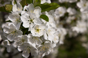 Blossoming branch of a cherry tree in a spring orchard, macro. Selective focus