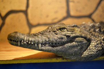 portrait of a crocodile closeup
