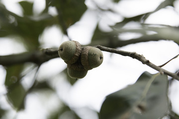 Acorns