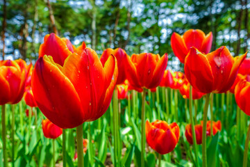 Obraz premium Close up orange tulips with garden background