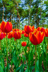 Obraz premium Close up orange tulips in the garden