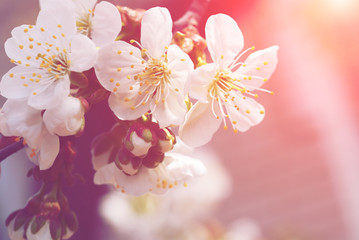 cherry flower at the warm spring day