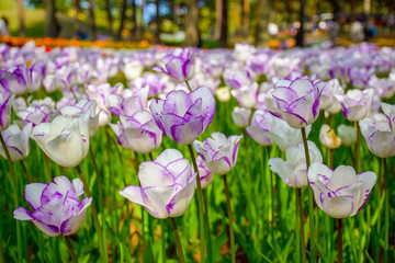 Obraz na płótnie Canvas White purple tulips in the garden