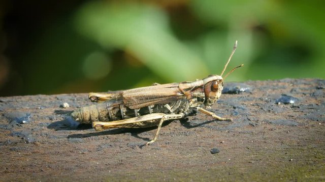 Cricket sitting on wood macro close-up 4K 30 FPS