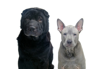 Beautiful dogs isolated on white background 