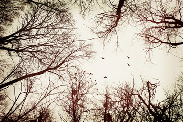 dark silhouette of trees