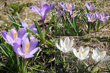 Blooming spring flowers crocus growing