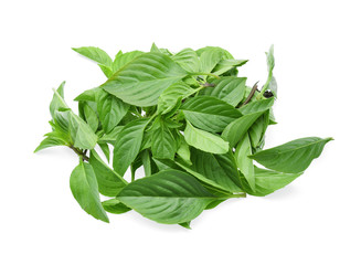 Leaf Sweet Basil on white background