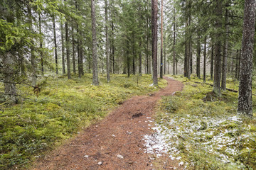 Path in the forest