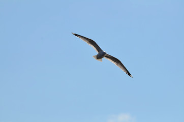 Möwe im Flug