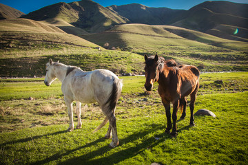 Mountain landscape with grazing horses - 146742853