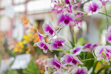 Fototapeta na wymiar orchid flowers with leaves