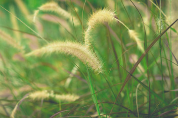 Wild grass in the garden