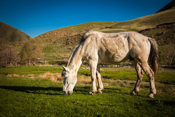 Mountain landscape with grazing horses - 146744081