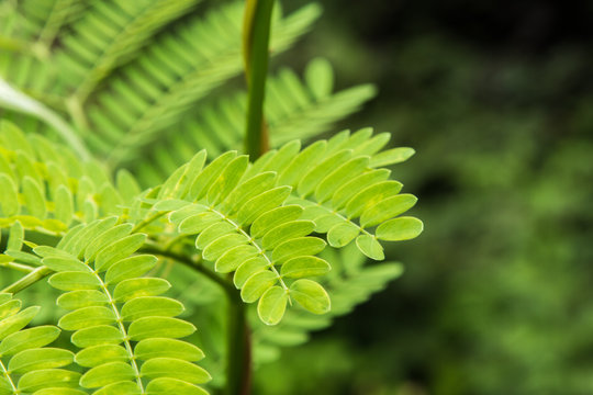 Beautiful tamarind leaves green  and branches